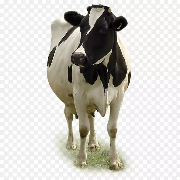 牛犊，牛犊-小牛徽章