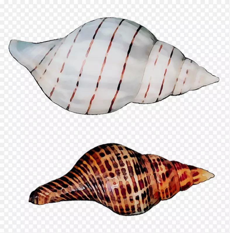 贝壳剪贴画png图片海蜗牛图片