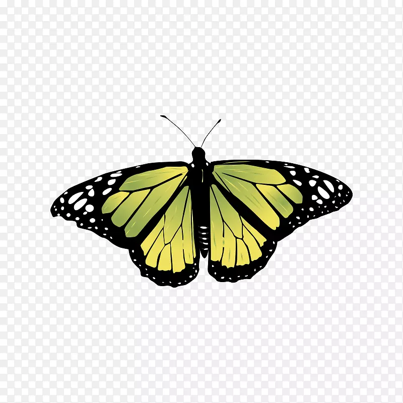 帝王蝶昆虫图形图像蝴蝶