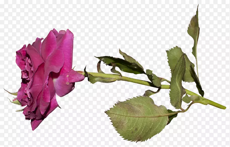 花园玫瑰切花，芽，植物茎百合-乔安妮纽扣