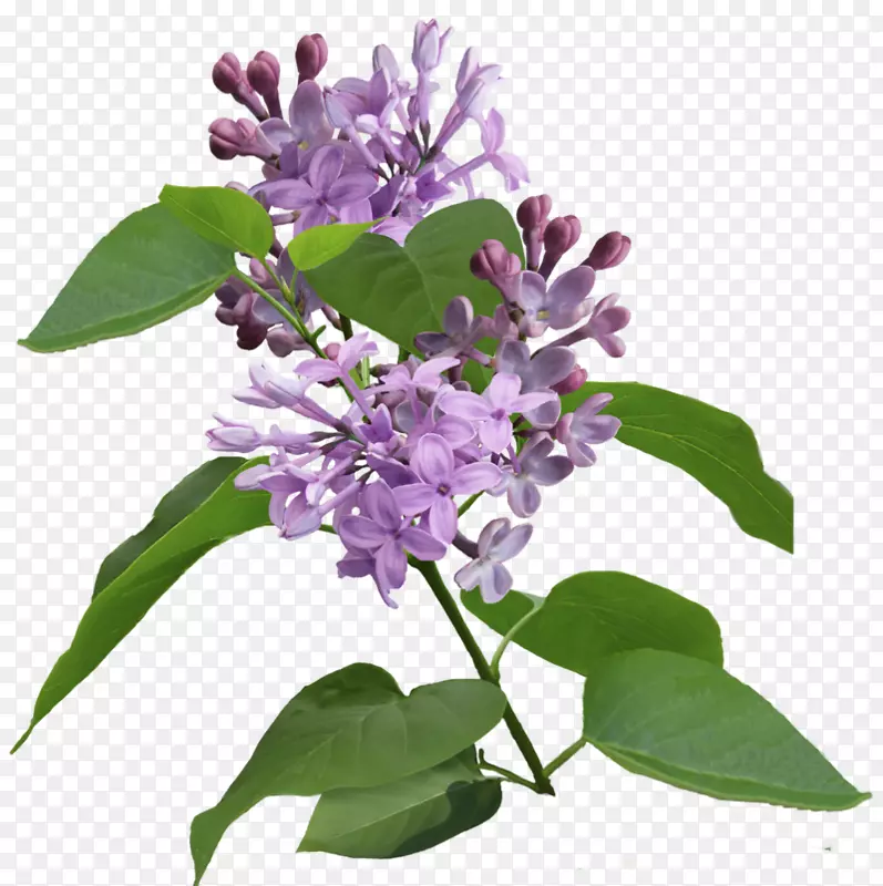 紫丁香开花植物紫丁香