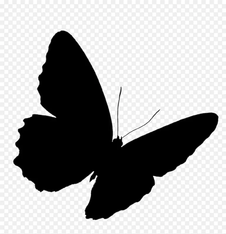 毛茸茸的蝴蝶，燕尾蝶，旧世界的燕尾昆虫