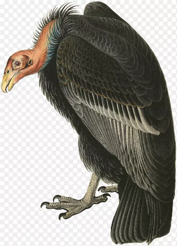 土耳其秃鹫美洲鸟