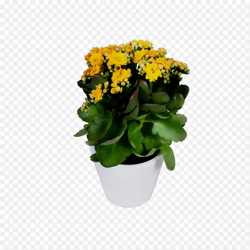切花，花盆，黄色室内植物，一年生植物