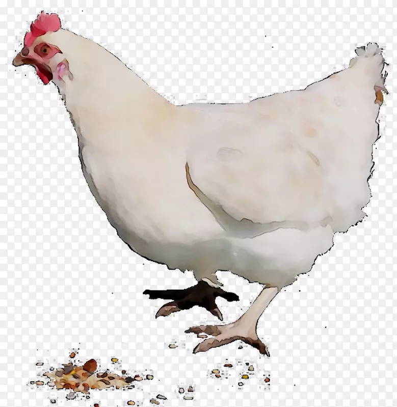 鸡公鸡开罗家禽养殖场