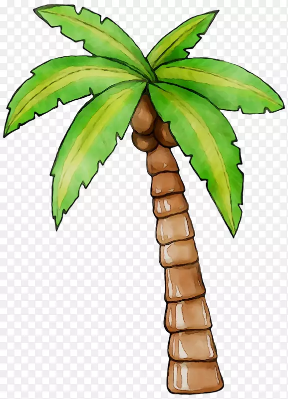 椰子树，棕榈树，叶植物，茎植物