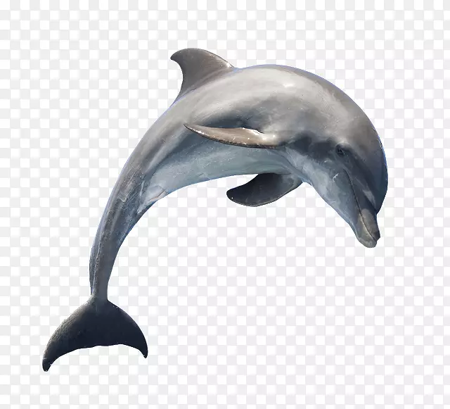 普通宽吻海豚短喙普通海豚图库溪png图片海豚