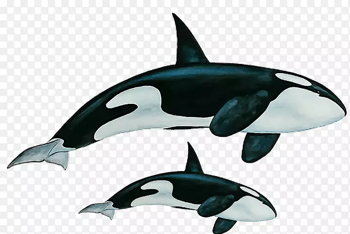 虎鲸，粗齿海豚，白喙海豚，短喙海豚，普通海豚