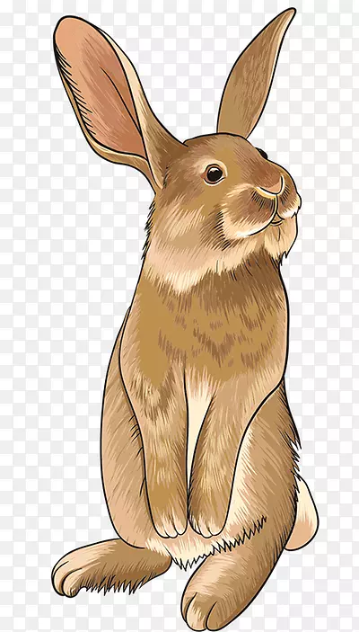 家养兔子复活节兔子形象-兔子