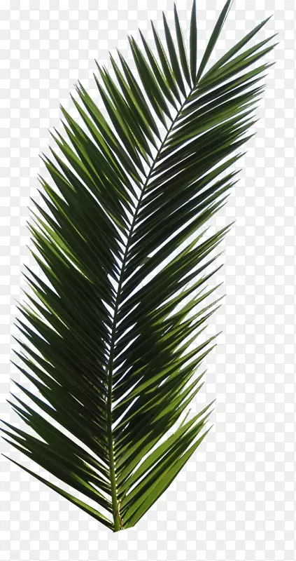 棕榈树，png图片，树叶剪贴画正面-叶