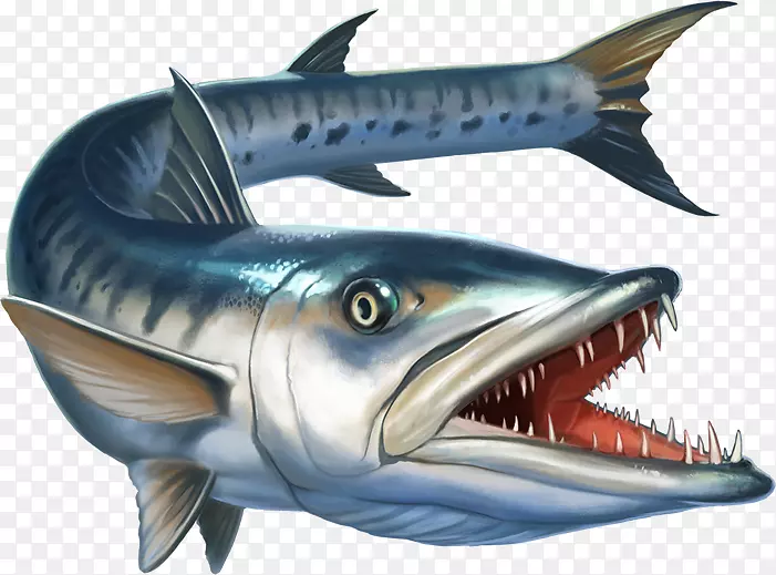 大型梭鱼鱼种摄影鱼插图-免费鱼