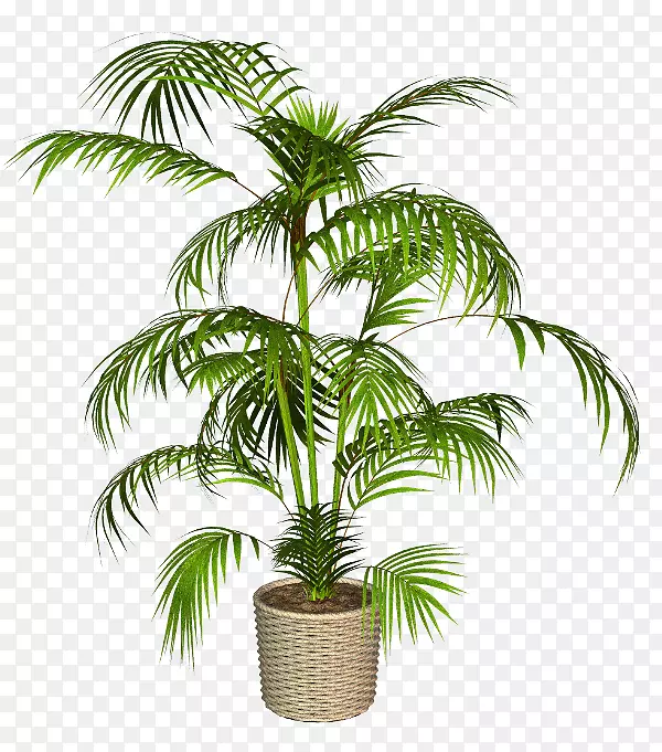 亚洲棕榈树椰子花盆-椰子