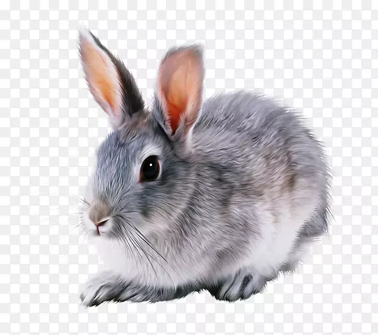 Rex兔荷兰矮兔棕兔