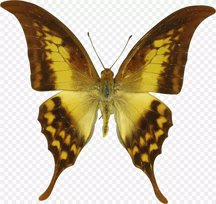 泰国蝴蝶燕尾蝶