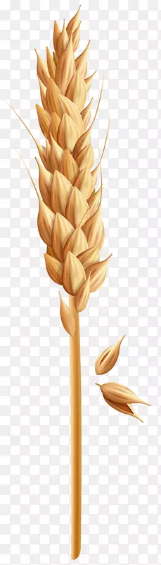 剪贴画png图片谷物图像小麦-小麦