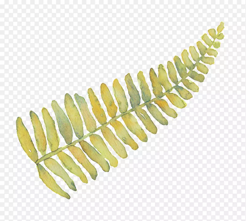 叶蕨类植物图像蕨类植物png网络图.简约设计元素