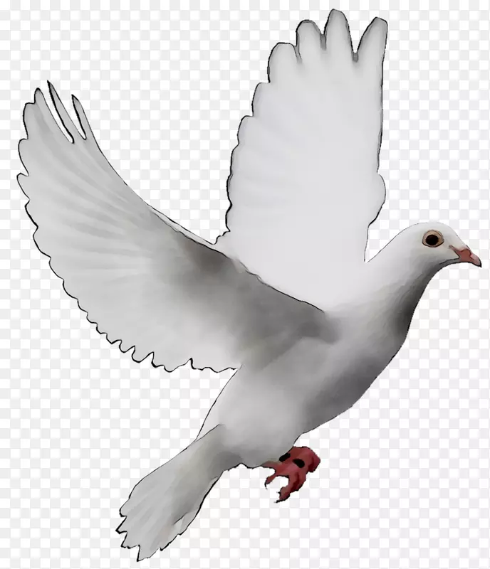 鸽子和鸽子作为象征释放鸽子和平象征形象