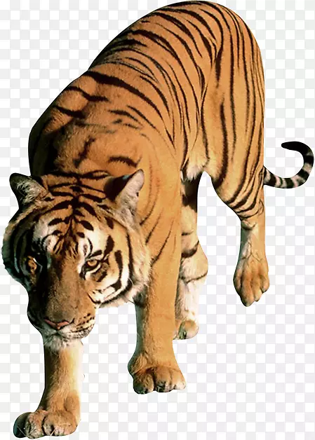 猫科豹狮子png图片孟加拉虎豹