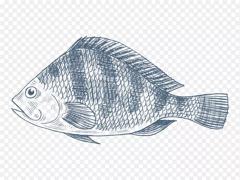 尼罗河罗非鱼绘制罗非鱼-渔业徽章