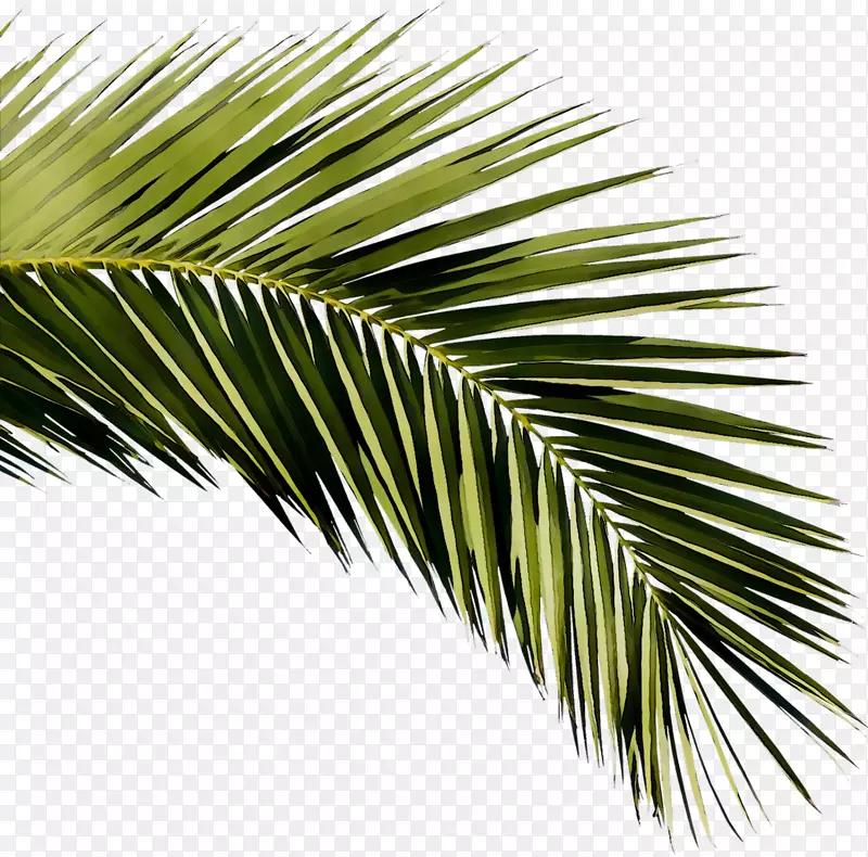 午睡-萨拉索塔亚洲棕榈