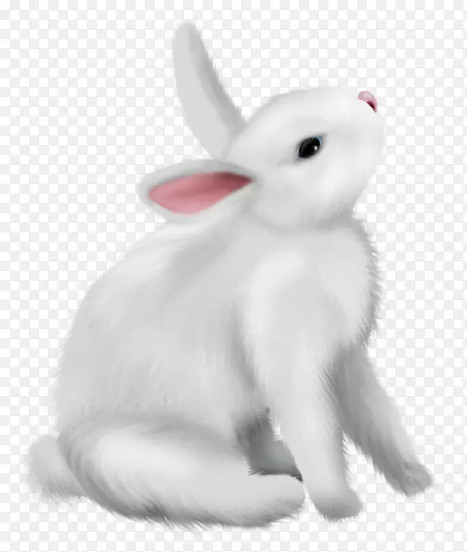 国内兔子北极兔复活节兔子png图片-兔子