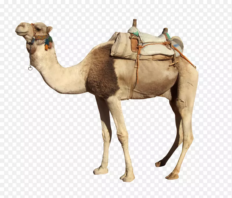 骆驼摄影免版税png图片图像.骆驼