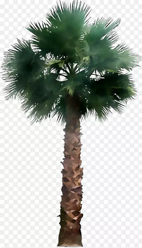 亚洲棕榈椰子树椰子棕榈树