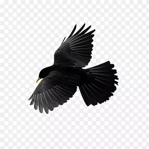 鸟类飞行普通乌鸦图形图像-鸟