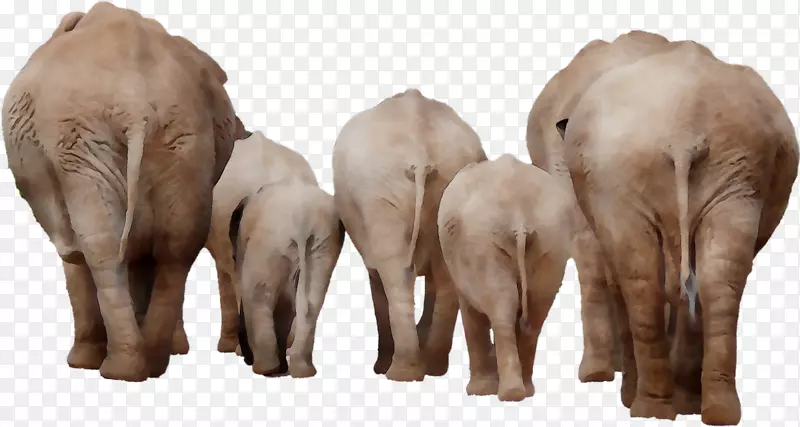 印度象非洲象牛