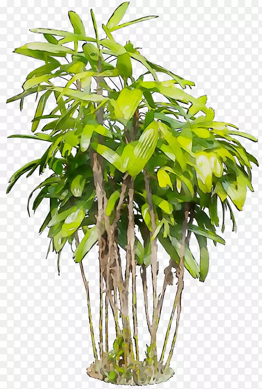 室内植物花盆树茎植物