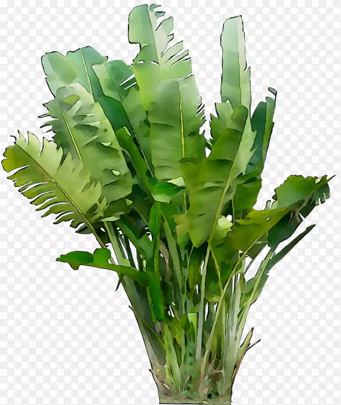 叶绿色植物茎维管束植物草本植物