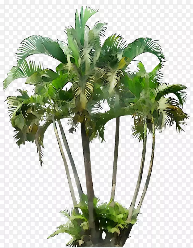 图片简介：Howea forsteriana Palm树，小金丝雀岛，枣，掌上png图片