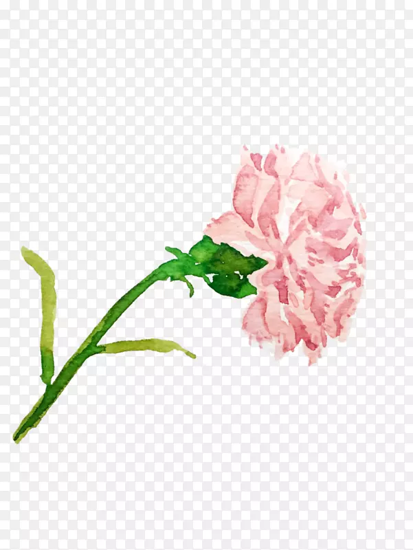 花园玫瑰花康乃馨插画-花
