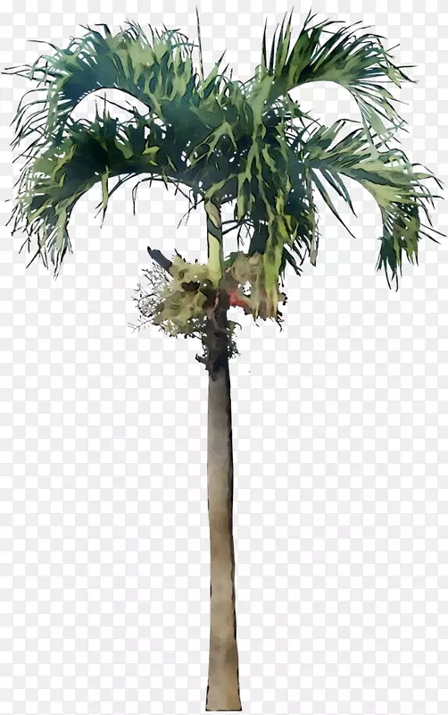 亚洲棕榈椰子树椰子棕榈树