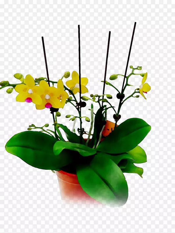 花卉设计，切花，飞蛾，兰花，黄色