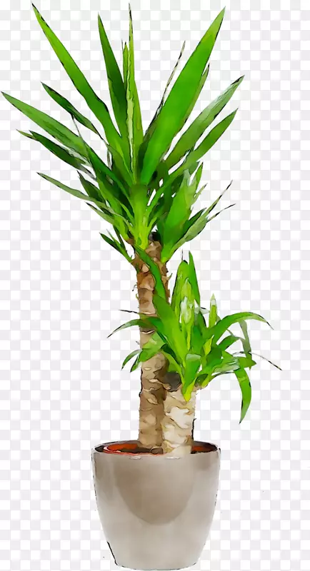 棕榈树，花盆，室内植物，叶植物，茎