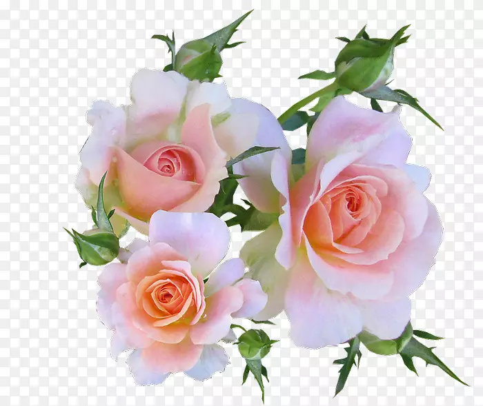 玫瑰牌花卉图案-玫瑰