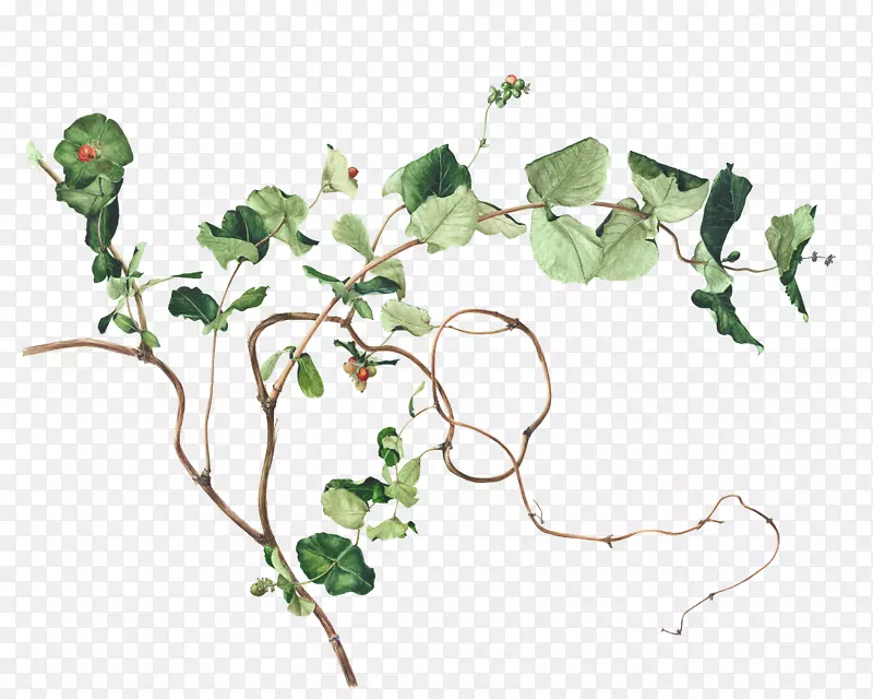 植物插图画水彩画图像