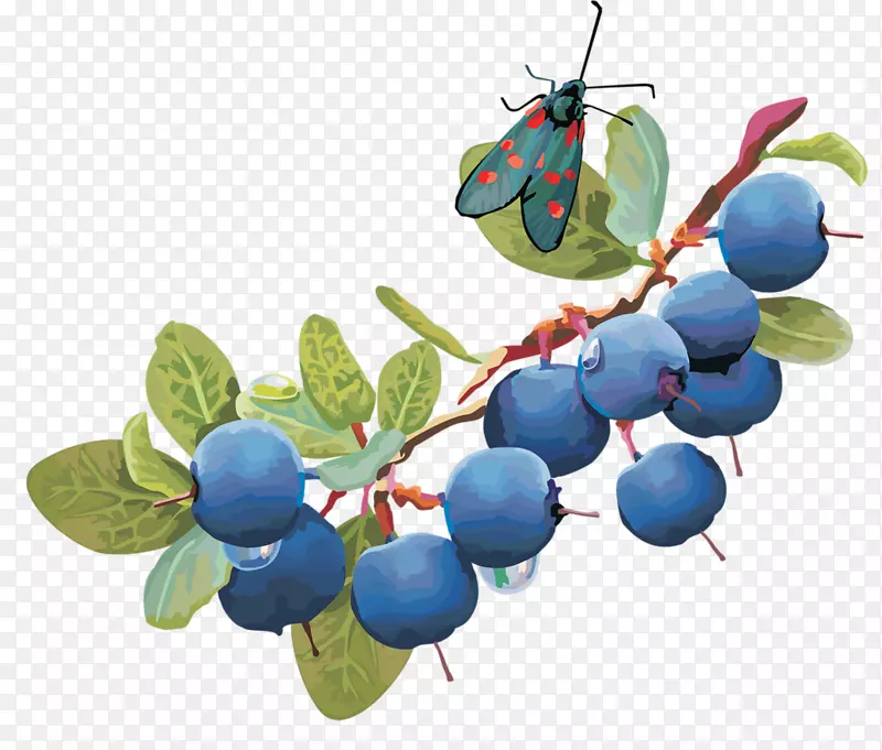 蓝莓派水果蓝莓派浆果蓝莓