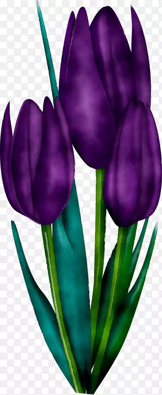 郁金香植物茎切花花瓣紫色