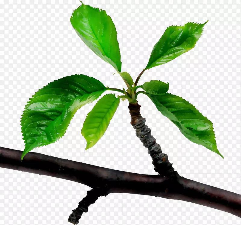 评价包树枝书数学链接：1：Y7老师的植物茎