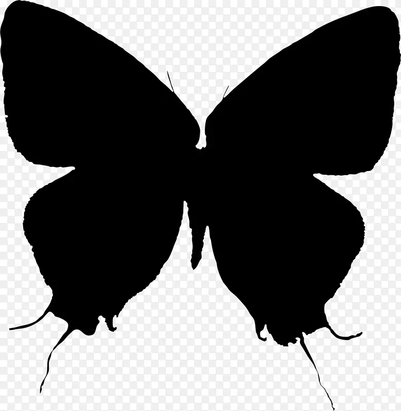 毛茸茸的蝴蝶，飞蛾，艺术剪影。蝴蝶