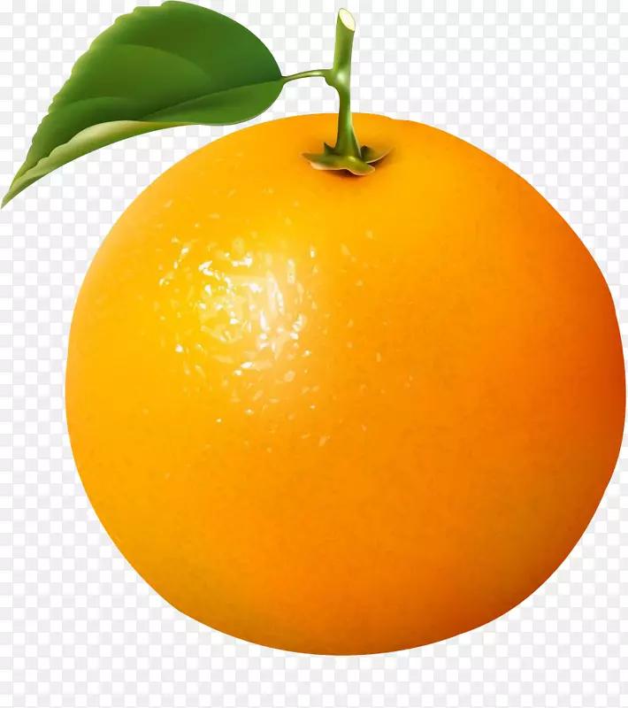 新鲜橙子剪贴画图形插图