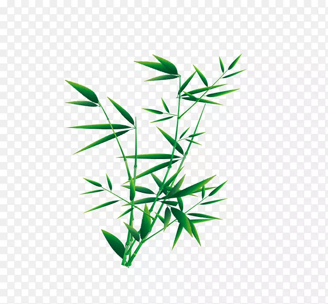 热带木本竹子形象设计竹画