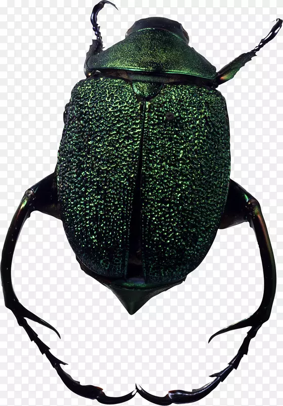 甲虫png图片图像jpeg gif-abetle