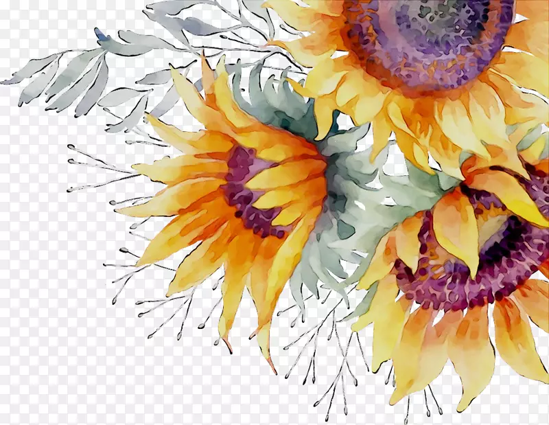 普通向日葵花卉设计切花盆万寿菊水彩画