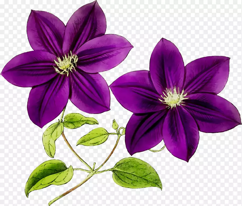 图片标签皮革花便携网络图片摄影
