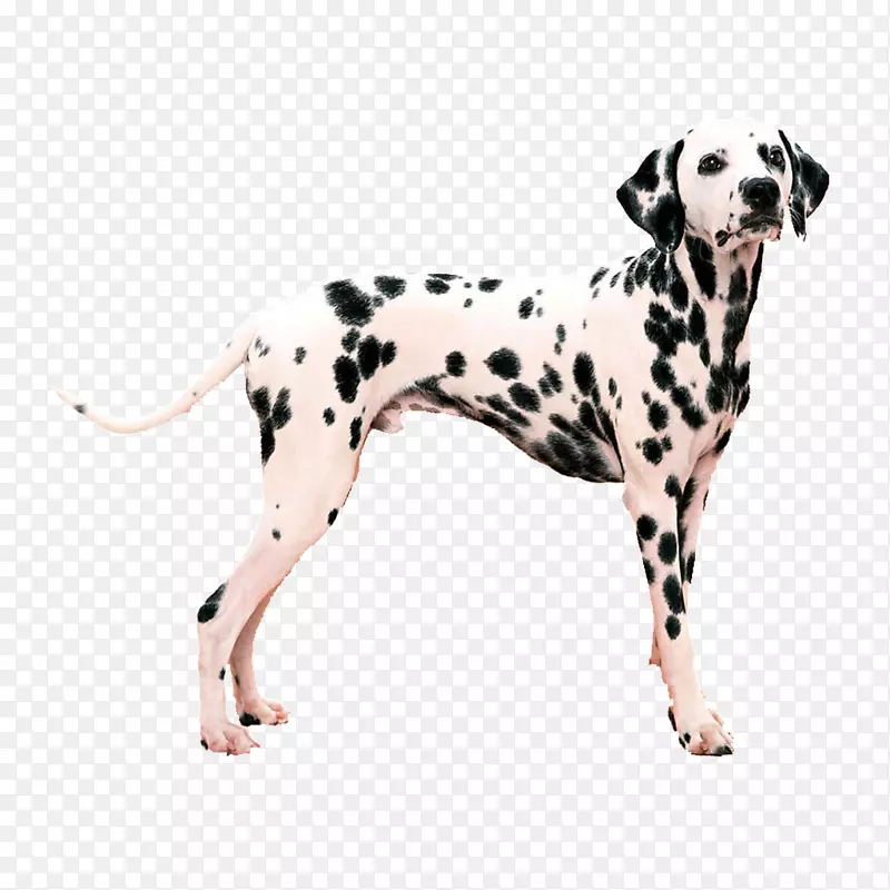 达尔马提亚狗带狗项圈-斑纹小狗