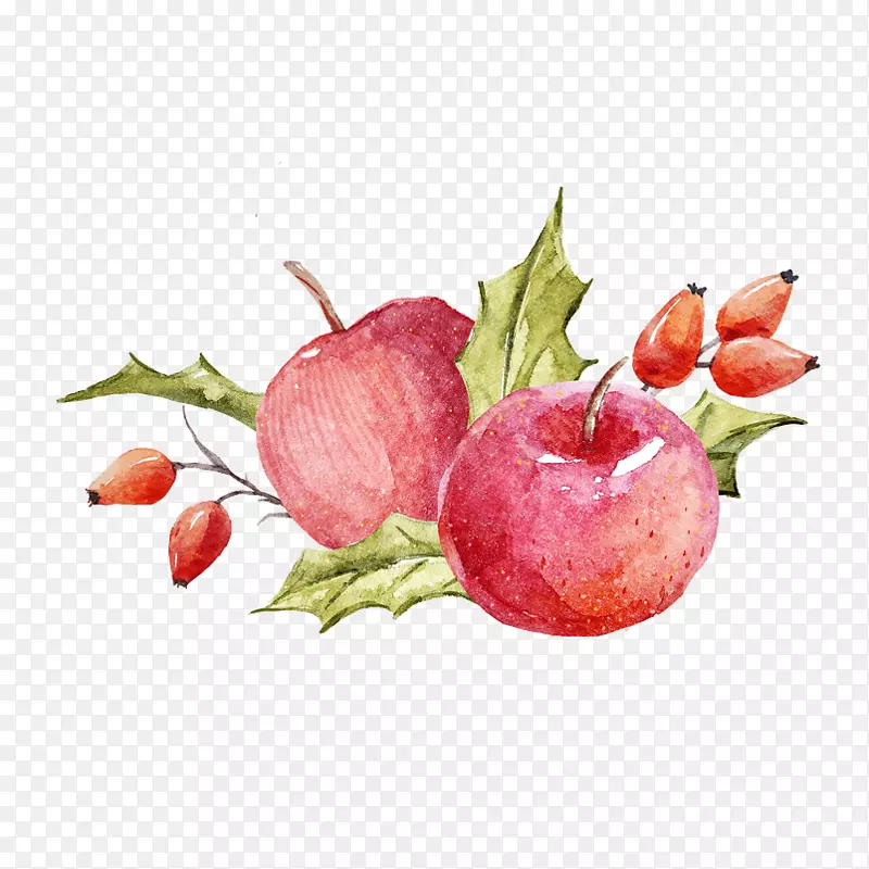 水彩画图形插图图像苹果花