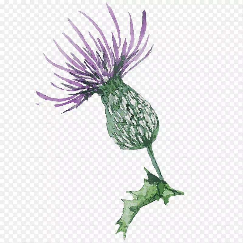植物插画PNG图片素材下载_图片编号6637870-PNG素材网